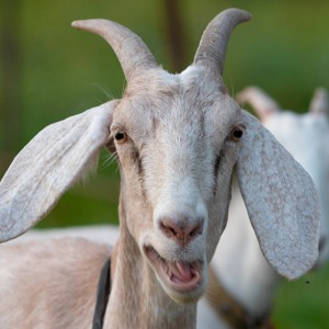 Cover for episode: Podquisition 474: Horny Goat Jokes