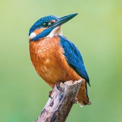 Bluebird