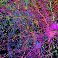 Decoding the chaos of cognition