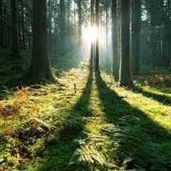 La Forêt Enchantée