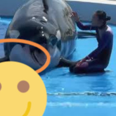 FULL JESSICA DOLPHIN ACCIDENT VIDEO TRENDING ACROSS SOCIAL MEDIA
