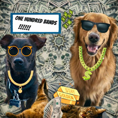 100 BANDS SQONK X SHEP.