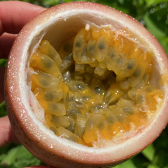 Fruits of Love