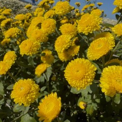 銅鑼杭菊生活節