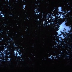 The Morning