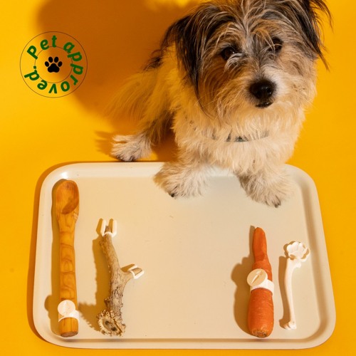 Pet Approved // Bianka