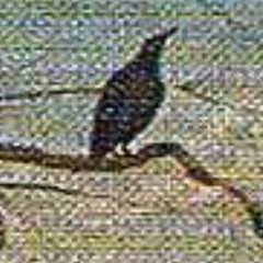 Basic Bells and Whistles