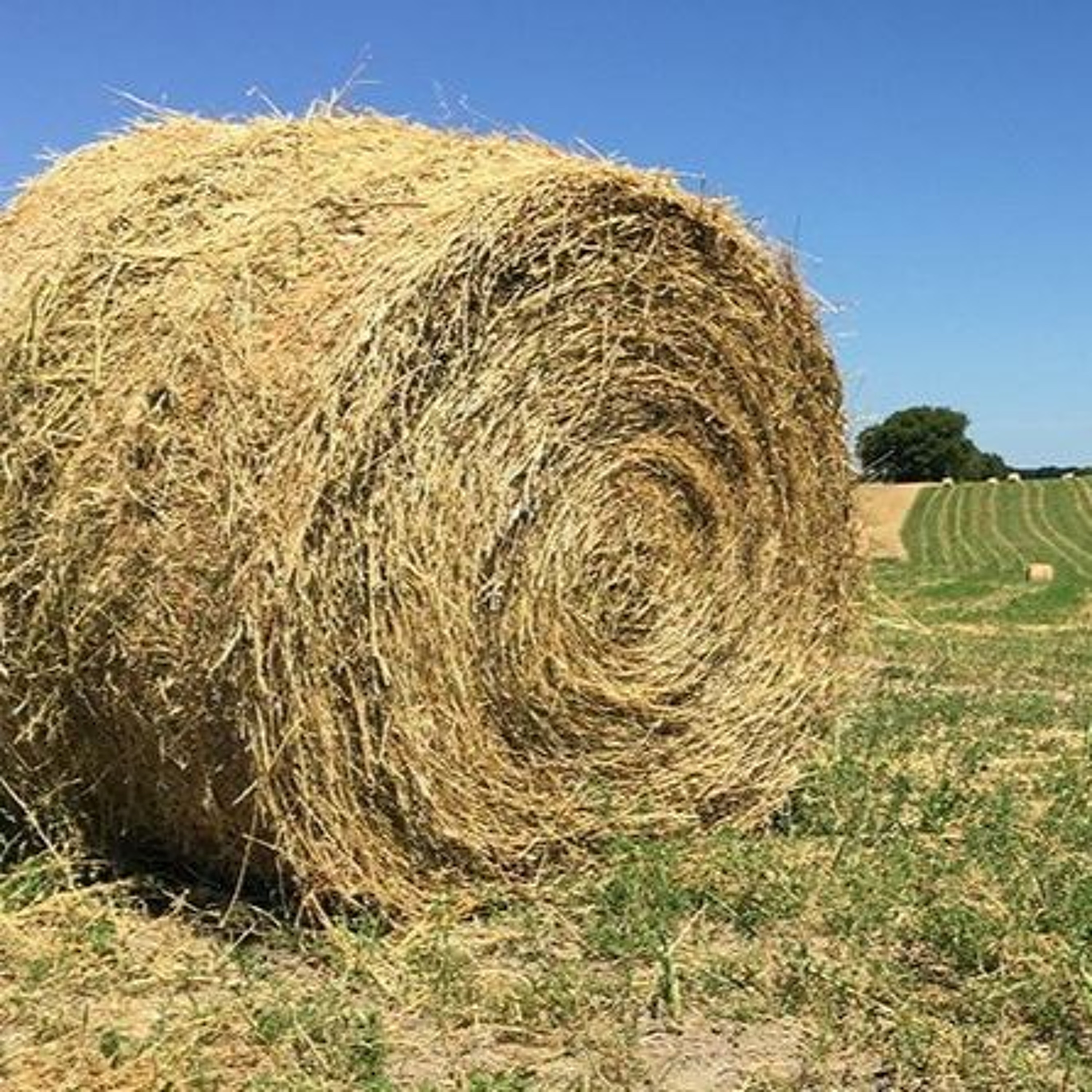 Beef Buzz- Katelyn McCullock of LMIC Talks Hay Price and Supply Outlook