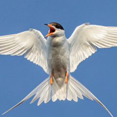 CANT  SWAN prod me