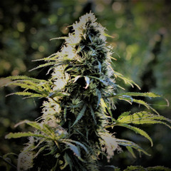 CannaBusiness - A song how i came about to work with plantMedicin
