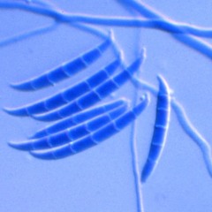 fusarium