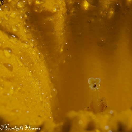 Moonlit flowers