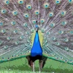peecock