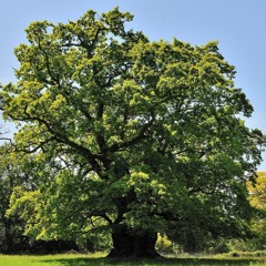 I Am The Oak Tree - Christine Summers