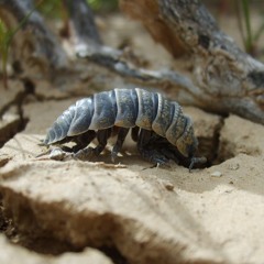 Woodlice Procession