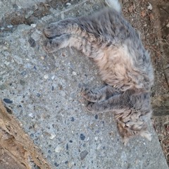 Gamze Topçu - Pisi 07102025