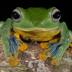 Rhacophorus borneensis (Borneo Flying Frog)