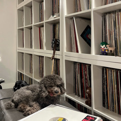 PLAY MUSIC FOR MY DOG - 2025/03/10