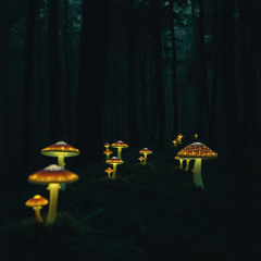 Nocturnal Groove