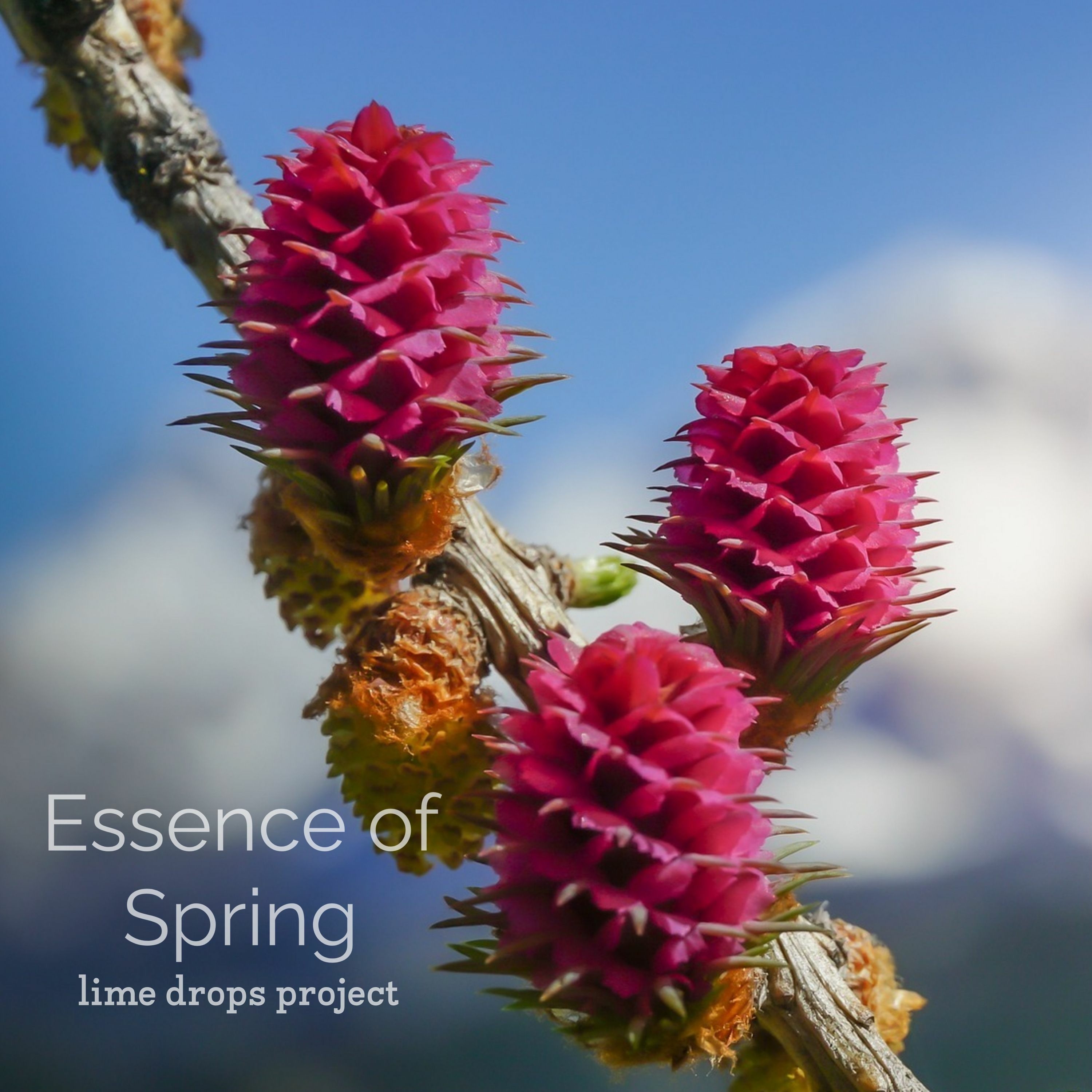 Essence Of Spring