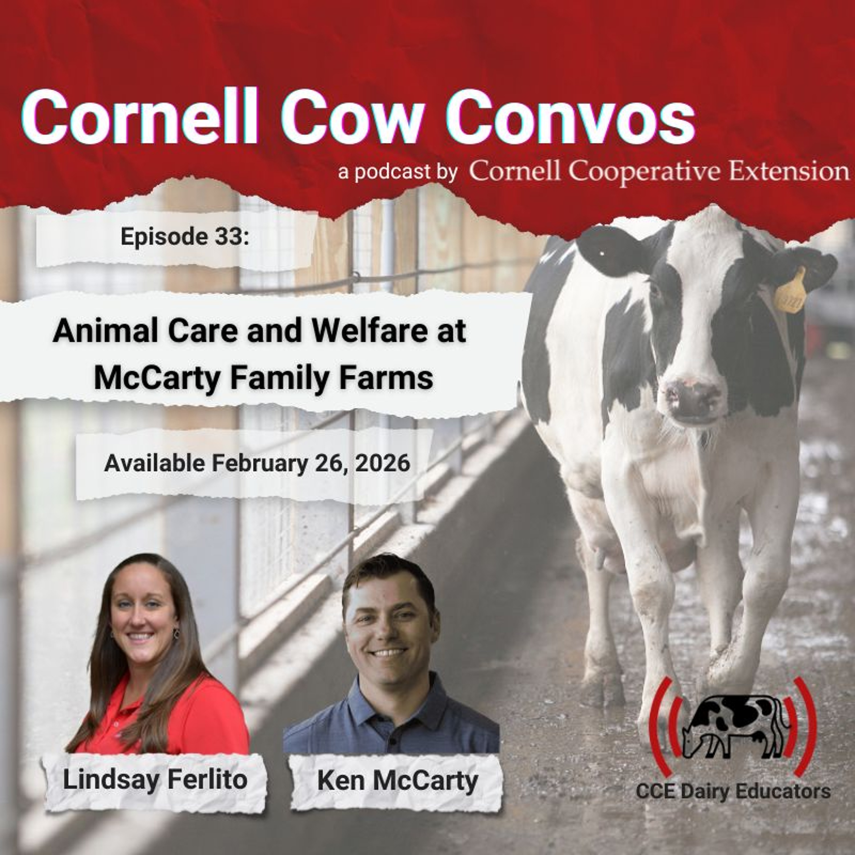 Cornell Cow Convos E33 Animal Care and Welfare at McCarty Family Farms episode artwork
