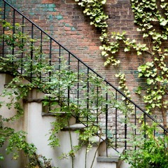 Vines