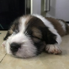 Listening to an English story while sleeping_Ep 13_THE FRIENDLY DOG_ Luyện Nghe Tiếng Anh Thụ Động
