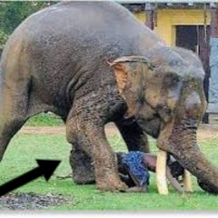 Elephant kills man elephant video instagram elephant kills man video elephant video reddit full