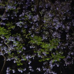 me olvidarás (como lo haces ya)