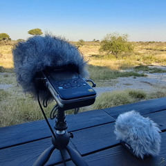 NAMIBIA - Near Etosha Parc - A lion roars in the night - 2025 - © Arnaud Soulier 2025
