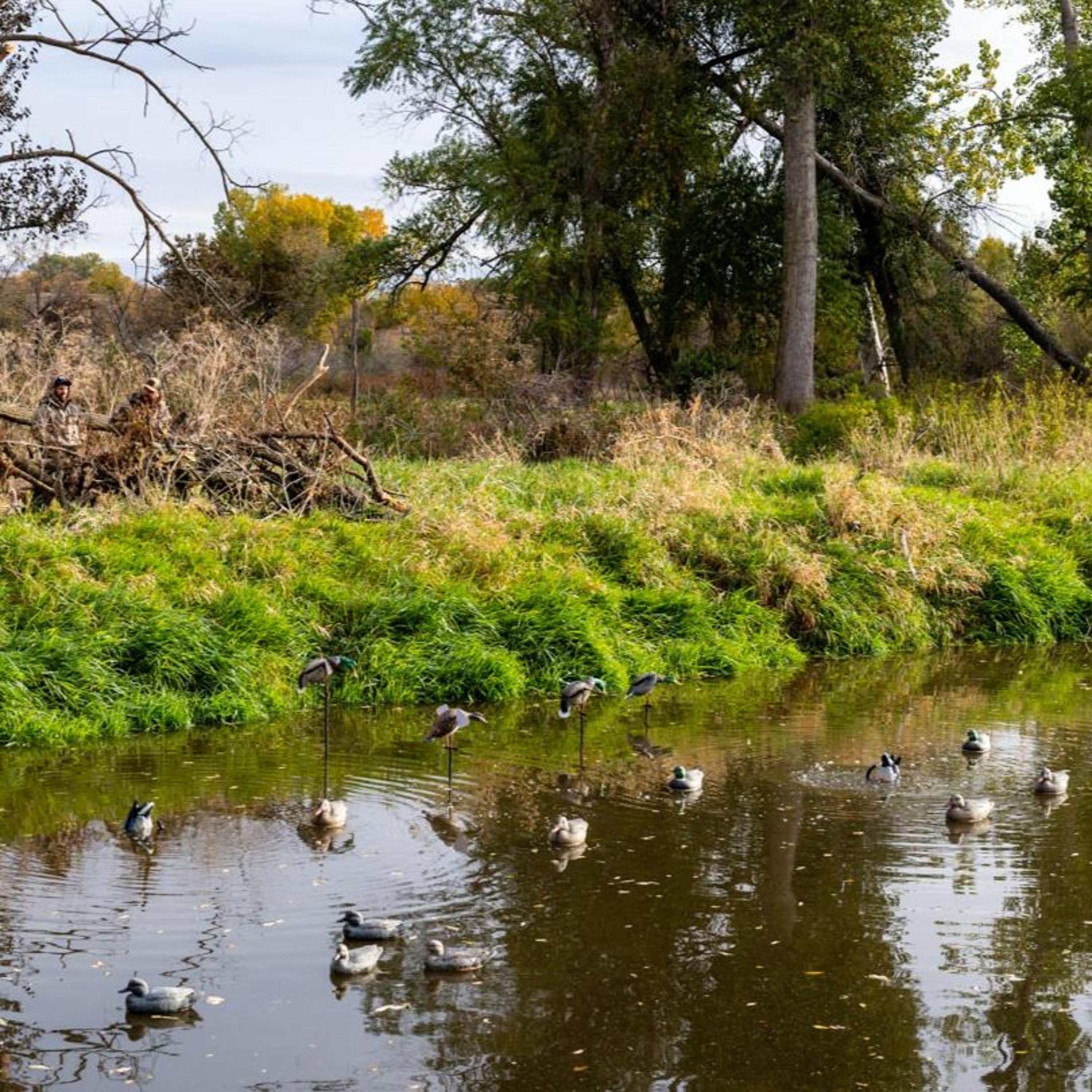 Duck Harvest Experiment