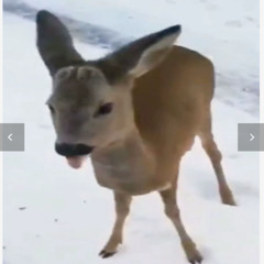 MC Грибок - Грибной Народ.  Премьера Клипа