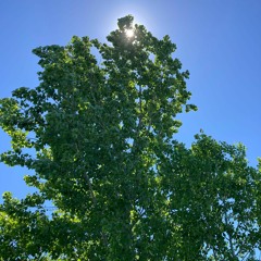 Black Poplar: 89.6 MHz