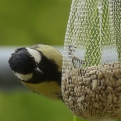 The Bird visited us for Dinner