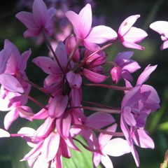 Kisinieng Meid Kansenamwahu