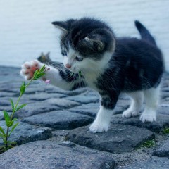 Jack The Cat