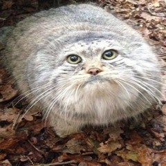 pose ft elliebell prod zoos jadeblades