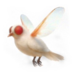 Pacapona