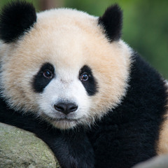 Panda (Featuring Strmyxo)