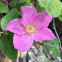 Hypnotic - Delos (prod. BRDMNG)