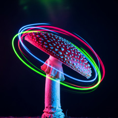 Mushroom