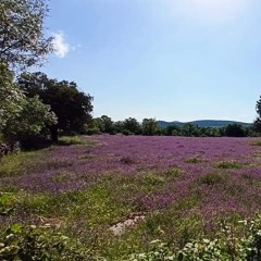 Stardust Isolation Series #23: Luis de Lema