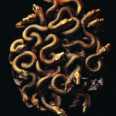 Mt Eden - Reptile