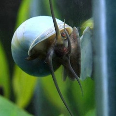 Snail (coda)