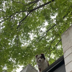 bonsai freestyle (prod. SHROOMD1CK)