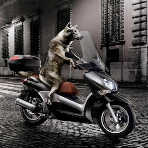 Egzod - Lone Wolf (Franko Remix)