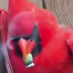 birb machine