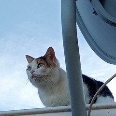 Milio- La Gata bajo la lluvia (Covers)