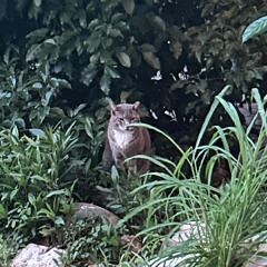 Something to Remember.mp3