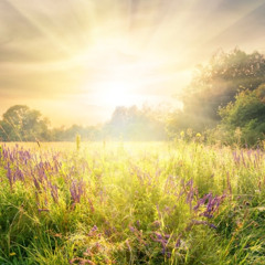 The Sounds of Nature